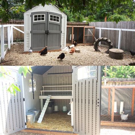 metal shed to chicken house|plastic storage shed chicken co-op.